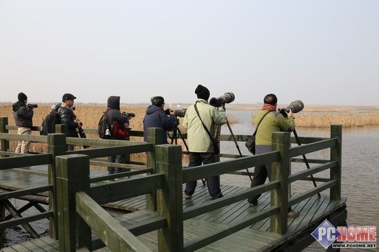 崇明东滩鸟类摄影大赛主题活动报道